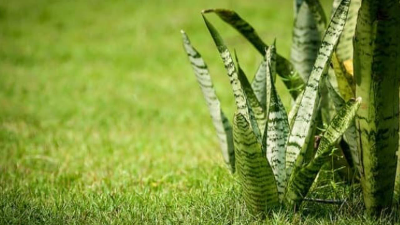 Cómo podar una lengua de suegra y evitar que la planta muera, según expertos en jardinería
